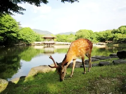 浮見堂と奈良公園の鹿
