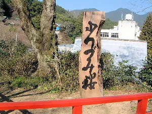 小つづみ桜・談山神社の薄墨桜