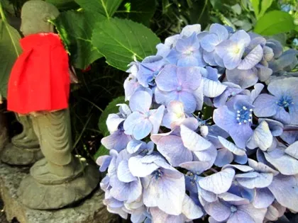 矢田寺地蔵と紫陽花