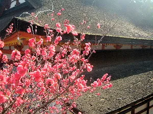 談山神社境内に咲く花