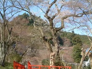 談山神社の薄墨桜