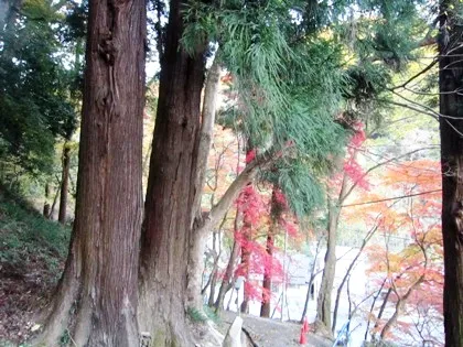 長谷寺の二本の杉