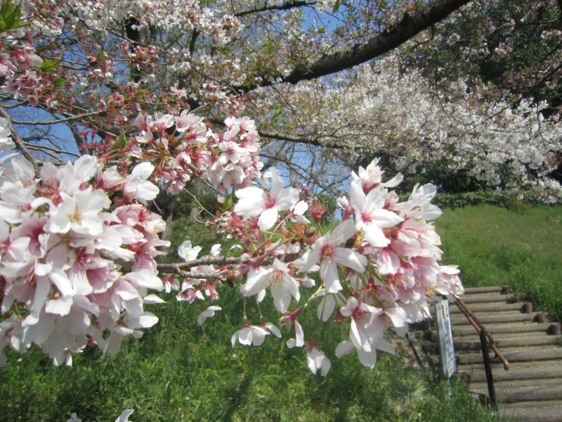 黒塚古墳の桜