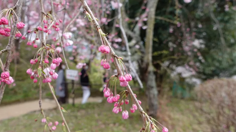 大美和の杜展望台の枝垂桜