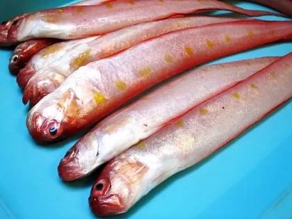 赤太刀魚