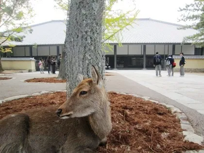 東大寺ミュージアム前に佇む奈良公園の鹿