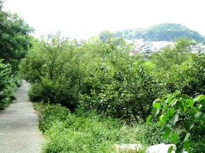 箸墓古墳から桧原神社へ通じる坂道