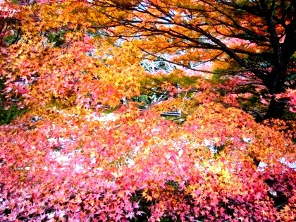 談山神社駐車場の紅葉