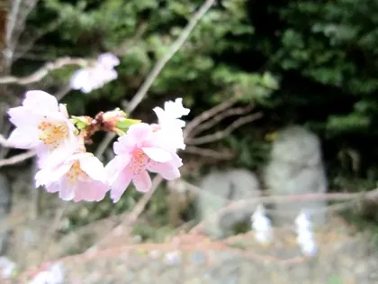 飛鳥坐神社の寒桜