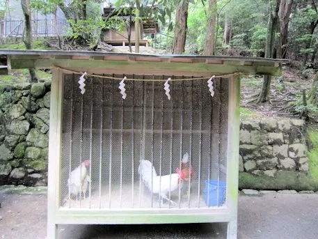 石上神宮の鶏小屋