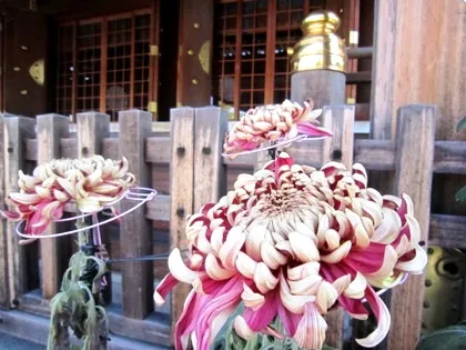 菊の花・大神神社祈祷殿
