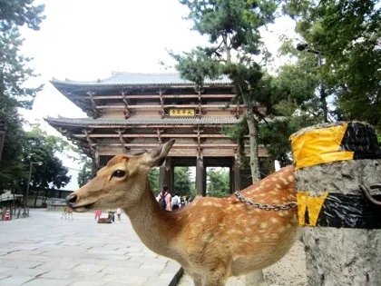 東大寺南大門・奈良公園の鹿