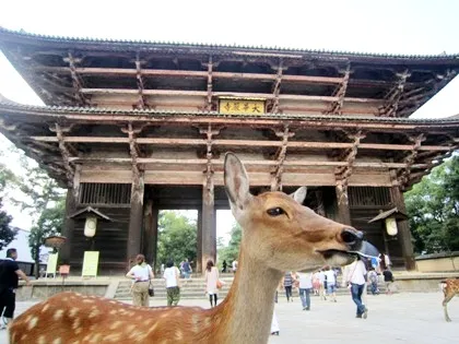 東大寺南大門と奈良公園の鹿