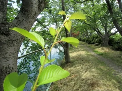 醍醐池の桜並木