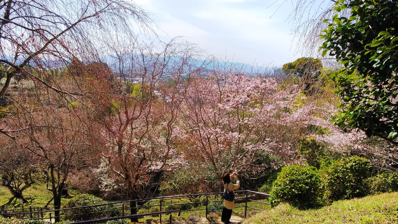 大美和の杜展望台の桜