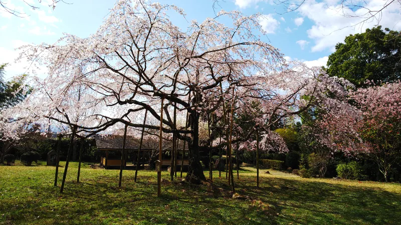 大美和の杜の枝下桜