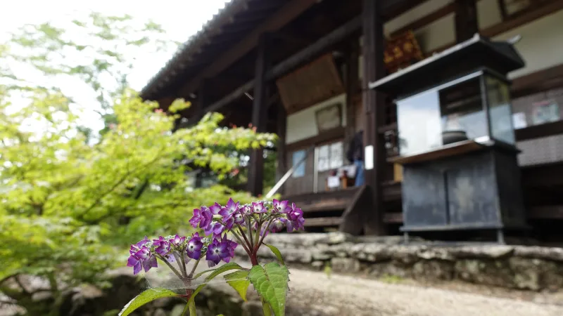 栄山寺本堂と紫陽花