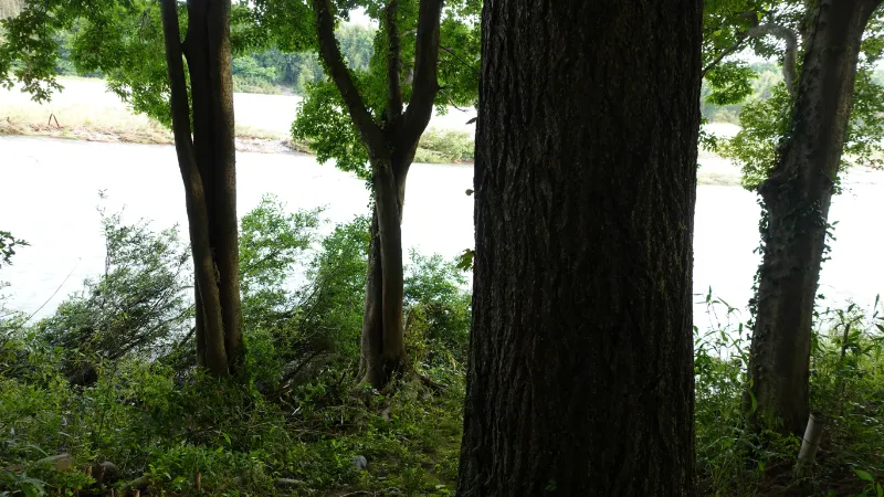 土田のケヤキ樹下を流れる吉野川