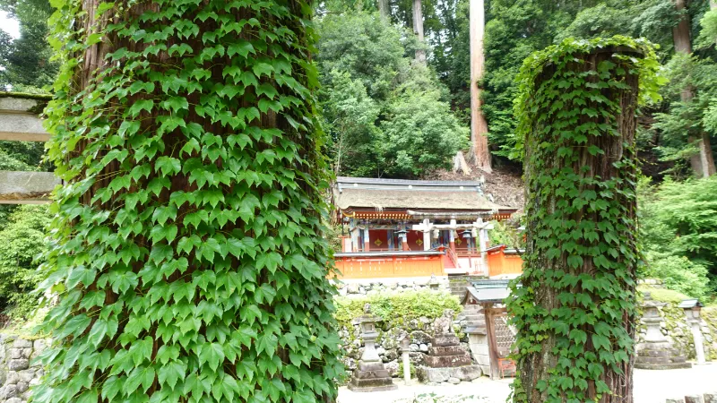 鷲家八幡神社の神木