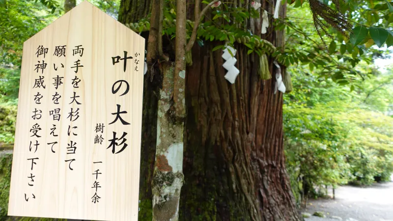 丹生川上神社中社の叶の大杉