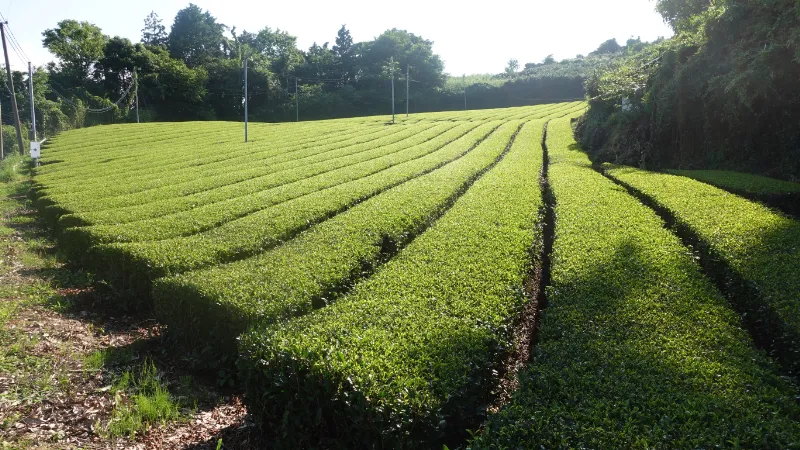 大和茶の茶畑