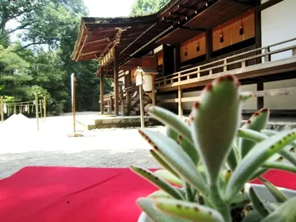 宇治上神社拝殿　盛砂　月兎耳