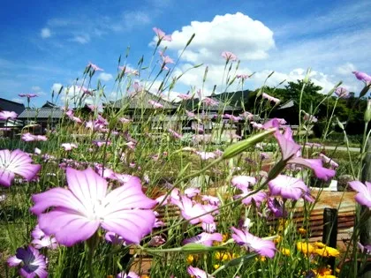 綺麗な花と飛鳥寺