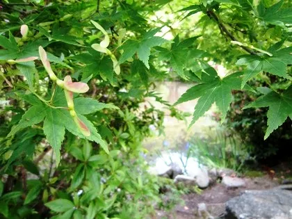 楓の種と長岳寺放生池