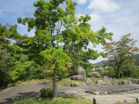 万葉文化館野外ステージのコブシ