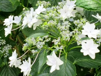 矢田寺の八重額紫陽花