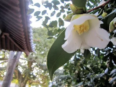 伝香寺の散り椿