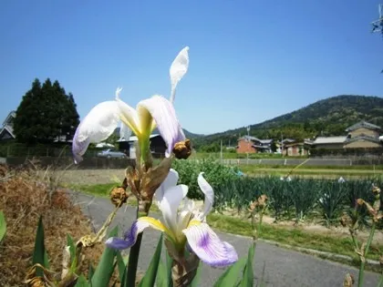 花菖蒲と三輪山