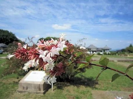 川原寺跡と秋の花