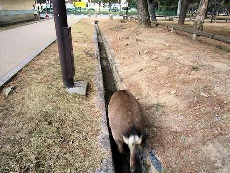 奈良公園の鹿