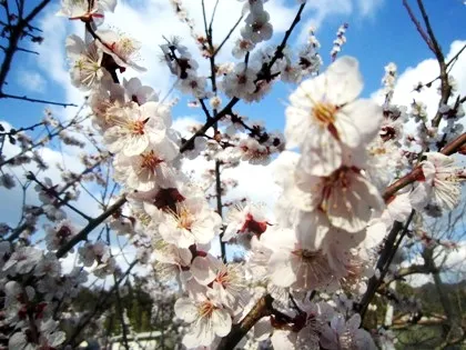 梅の花