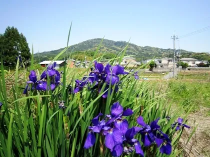 杜若と三輪山