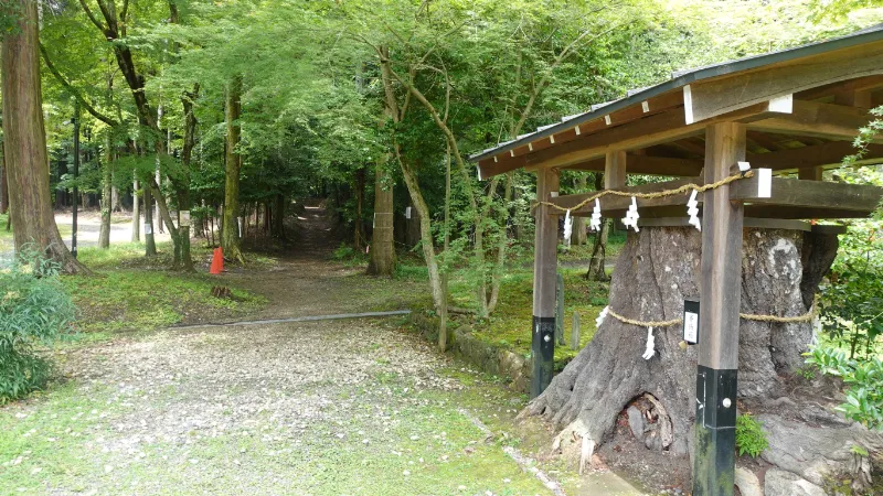 大原野神社の切株