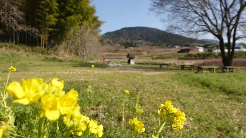 三輪山と菜の花