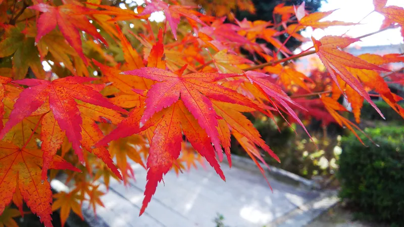 法隆寺の紅葉