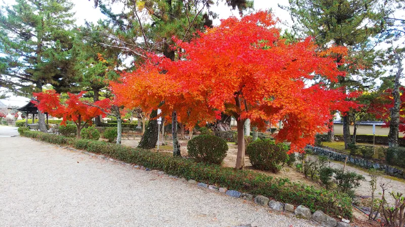 法隆寺の紅葉