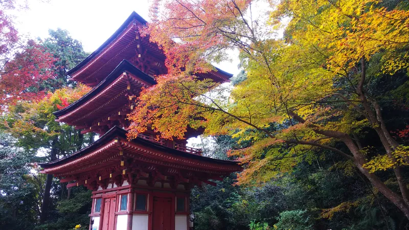 浄瑠璃寺三重塔と紅葉