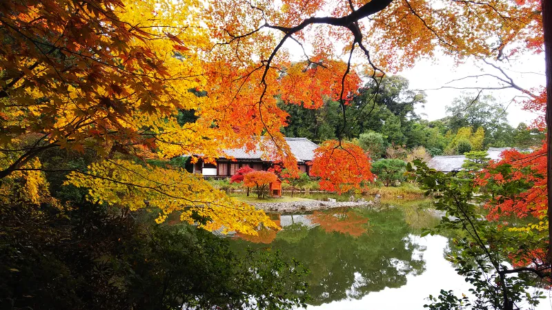 浄瑠璃寺本堂と紅葉