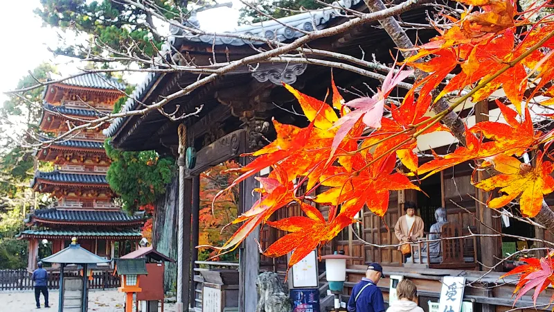 海住山寺の紅葉