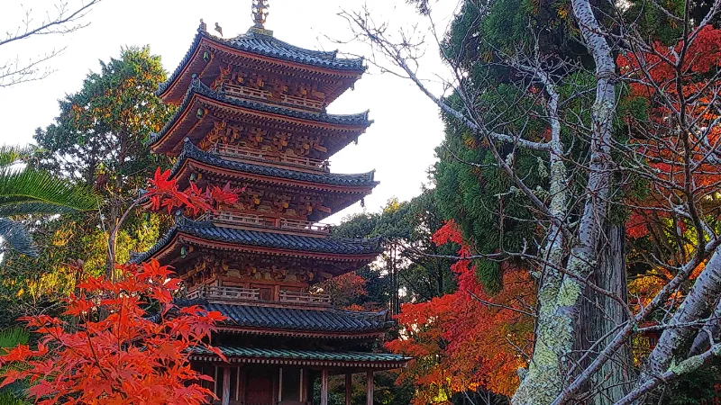 海住山寺五重塔と紅葉