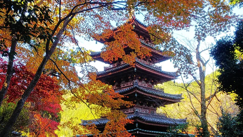 海住山寺の紅葉