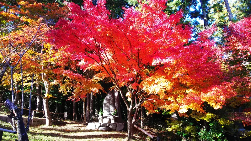 海住山寺の紅葉