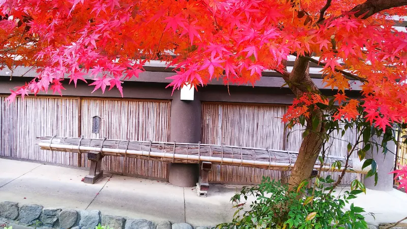 大神神社の紅葉