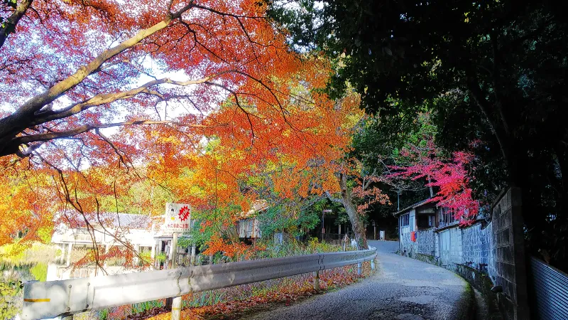 大神神社の紅葉