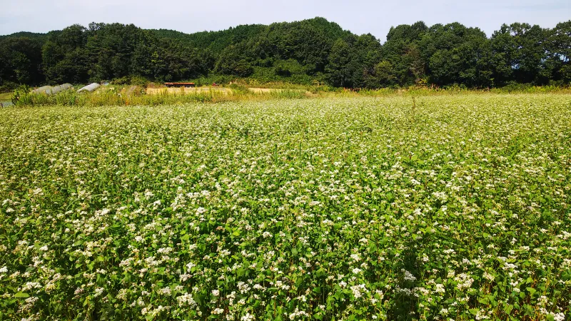 笠の蕎麦の花