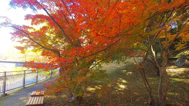 竜田公園の紅葉